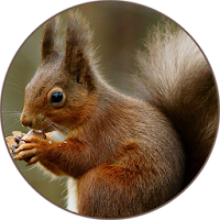 Squirrel Sounds