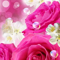 Pink Flower Wallpaper