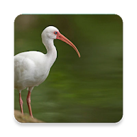 Florida Bird Sound Collections ~ Sclip.app