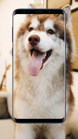 Siberian Husky Wallpapers and Backgrounds Screenshot 0