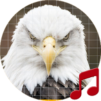 Bald eagle sounds ~ Sboard.pro