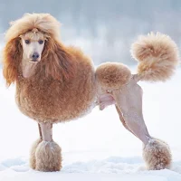 Poodle Dog Wallpaper HD