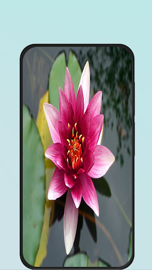 flower images hd Screenshot 1