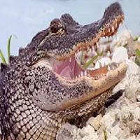 Crocodile sound