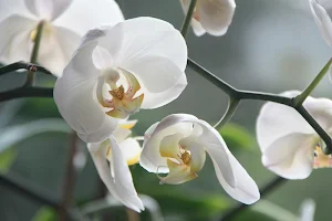 White wallpapers Screenshot 2