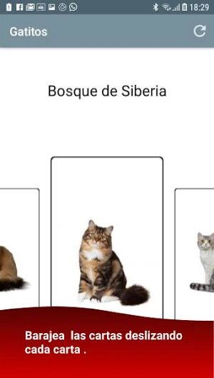 Baraja y Carta - Lotería Gatitos Screenshot 1