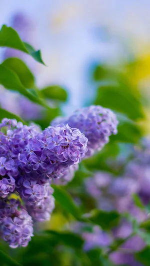 Lilac Wallpapers Screenshot 1