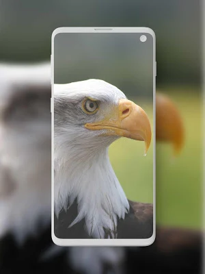 Animal Wallpapers Screenshot 0