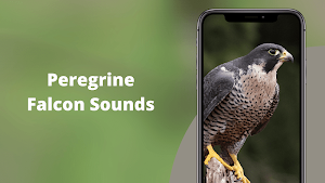 Peregrine Falcon Sounds - Peregrine Falcon Calls Screenshot 0