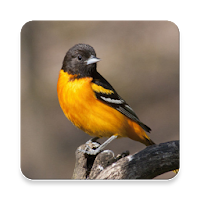 Oriole Bird Sound Collections ~ Sclip.app