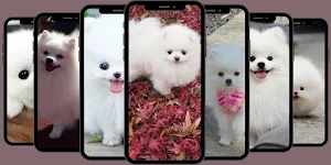 Cute Animal Wallpaper Screenshot 0