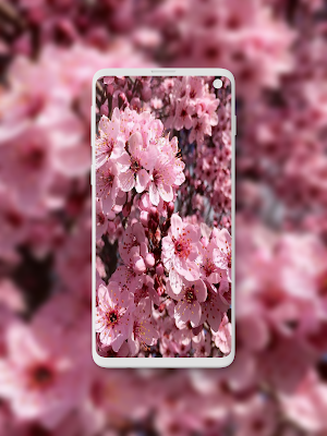 Sakura Wallpaper Screenshot 1