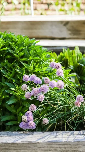 Scabiosa Wallpaper Screenshot 3
