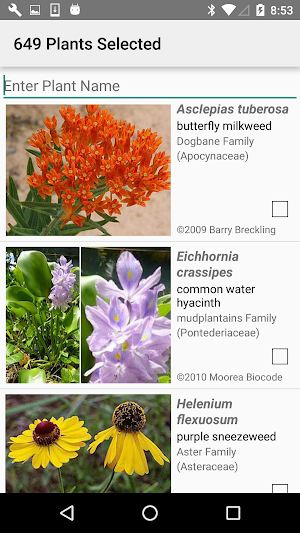 Louisiana Wildflowers Screenshot 2