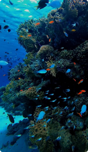 Coral Under the Sea Wallpaper Screenshot 2