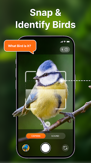 Bird Sound Identifier: Bird ID Screenshot 2
