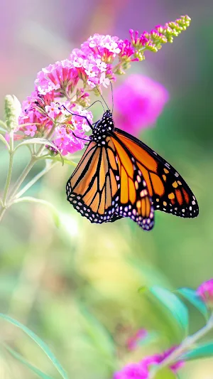 Butterfly Wallpaper 4K Screenshot 2