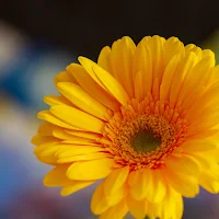 Flowers Wallpapers