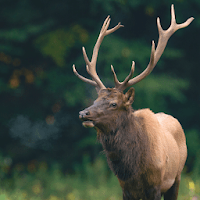 Elk Sounds & Hunting Calls
