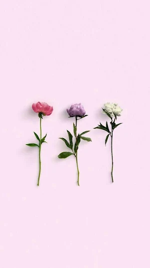 Flower Wallpaper 4K Ultra HD - Backgrounds Screenshot 1
