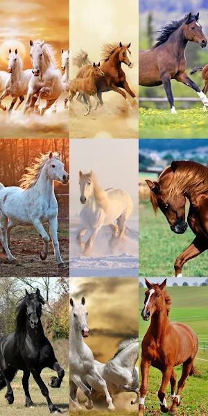 Horse Wallpapers HD Screenshot 2