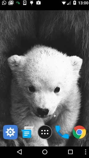 baby polar bear wallpaper Screenshot 1