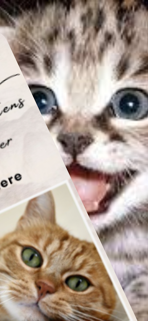 Cute Kittens Wallpaper HD/4k Screenshot 1