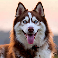 Husky Dog Wallpaper 4k HD