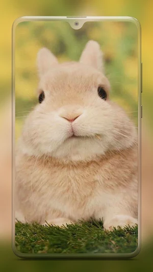 Rabbit Wallpaper HD Screenshot 1