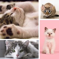 Cats Wallpapers & Background