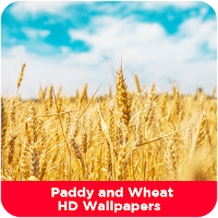 Paddy and Wheat HD Wallpapers