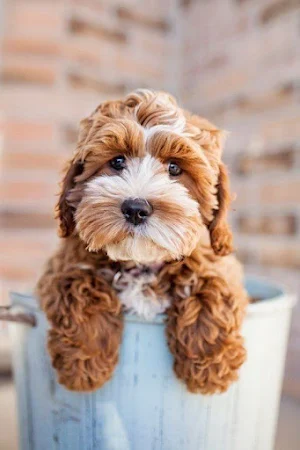 Poodle Dog Wallpapers Screenshot 0