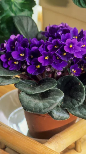 African Violet Wallpapers Screenshot 0