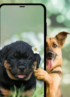 Dogs & puppies Wallpapers HD+ Screenshot 3