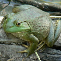 American Frog Sounds