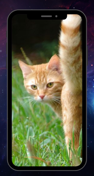 CUTE CAT WALLPAPER Screenshot 2