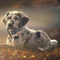 Great Dane Dog Wallpapers