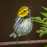 Warbler Sounds