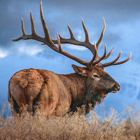 Elk Sounds