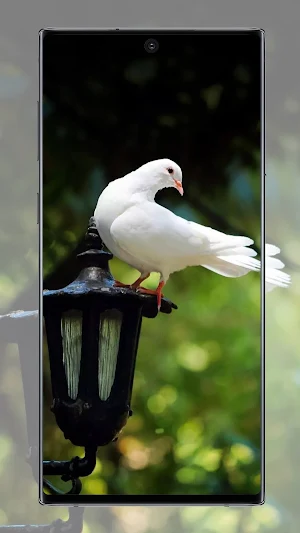 Pigeon wallpaper Screenshot 0