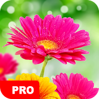 Flower Wallpapers PRO