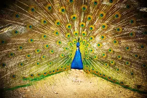 Peacock Wallpapers Screenshot 3