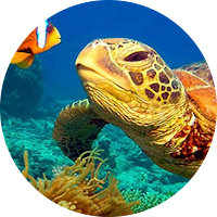 NatGeo Wild HD (Unofficial)