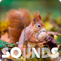 Squirrel Sound Ringtones