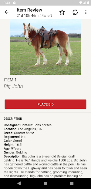 Equine Online Auction Screenshot 2