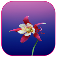 Spring Flowers Wallpapers