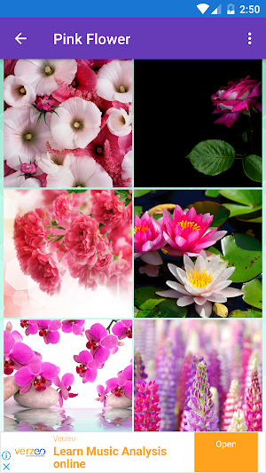 Cherry Blossom,Gerbera,Lotus,Pink Flower Wallpaper Screenshot 0