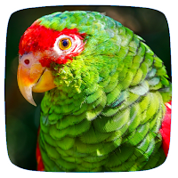 Parakeet Sounds