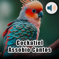 Cockatiel Assobio Cantos