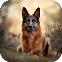 German Shepherd Wallpapers